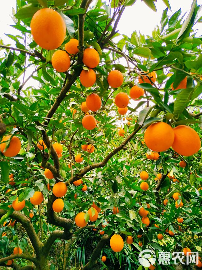 Jin Cheng Orange (锦橙 鹅蛋柑) - Exotic Tree Seller