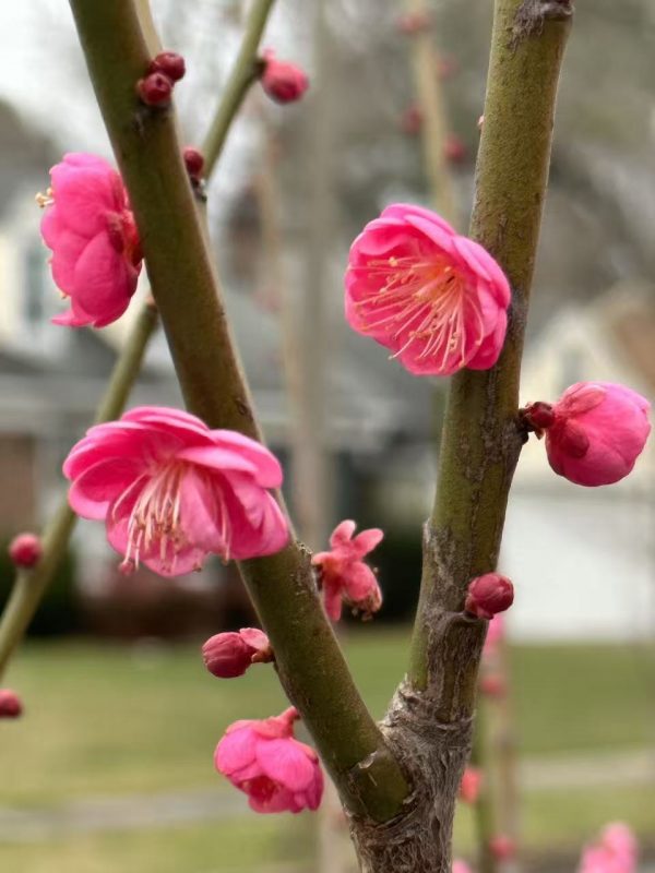 Green Chinese Plum (青梅 Shipping from October to April) - Image 2