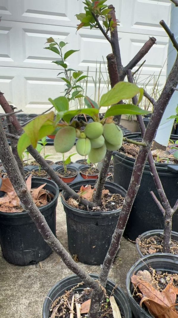 Green Chinese Plum (青梅 Shipping from October to April) - Image 4