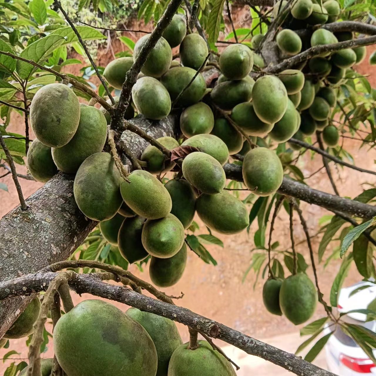 Elaeocarpus Braceanus Tree (咳哩佬 滇藏杜英).