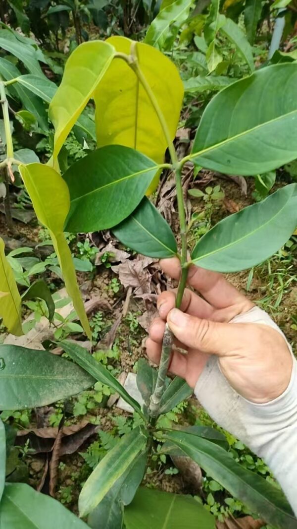 Russell Sweet Garcinia (罗素甜梦都山竹) - Image 4