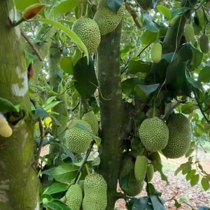 Chempedak Tree (榴莲蜜)