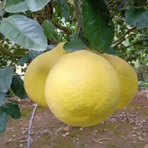 Jiangyong Fragrant Pomelo (江永香柚)
