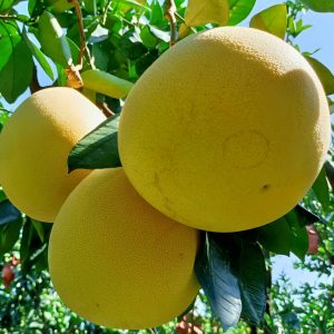 Red Flesh Pomelo (红肉蜜柚)