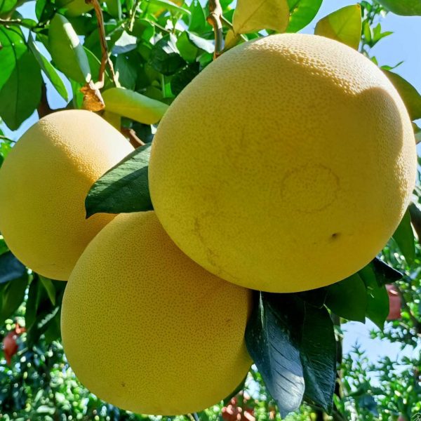 Red Flesh Pomelo (红肉蜜柚)