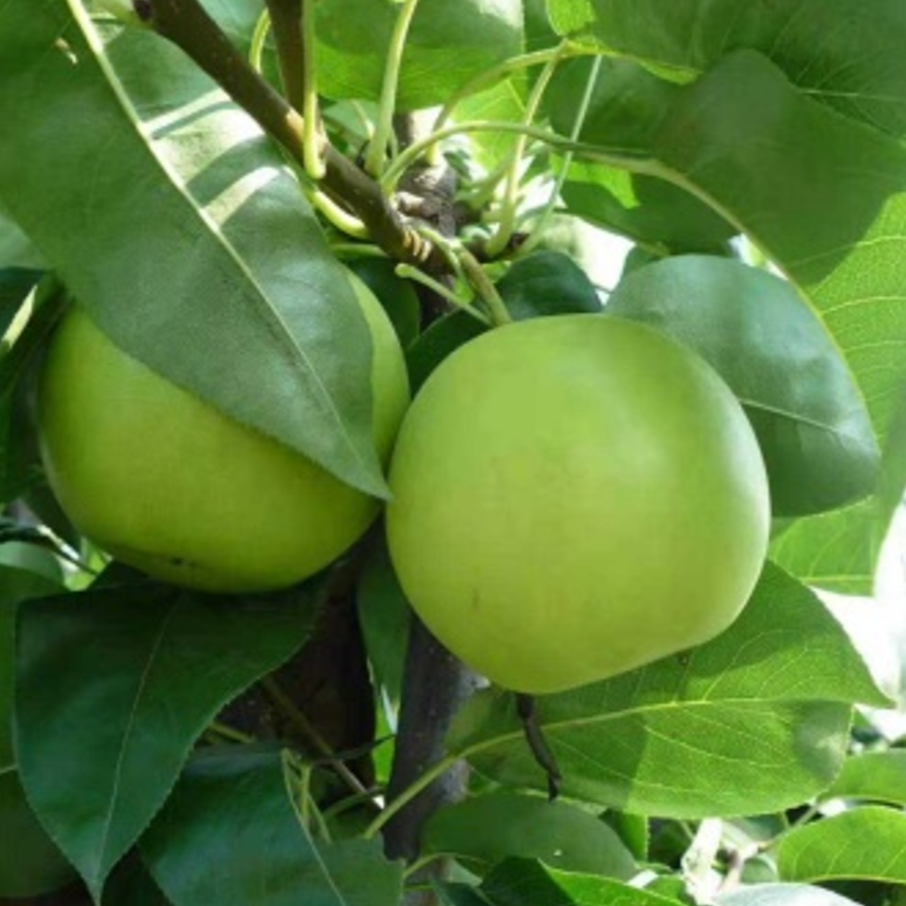 Cuiyu Pear (翠玉梨)