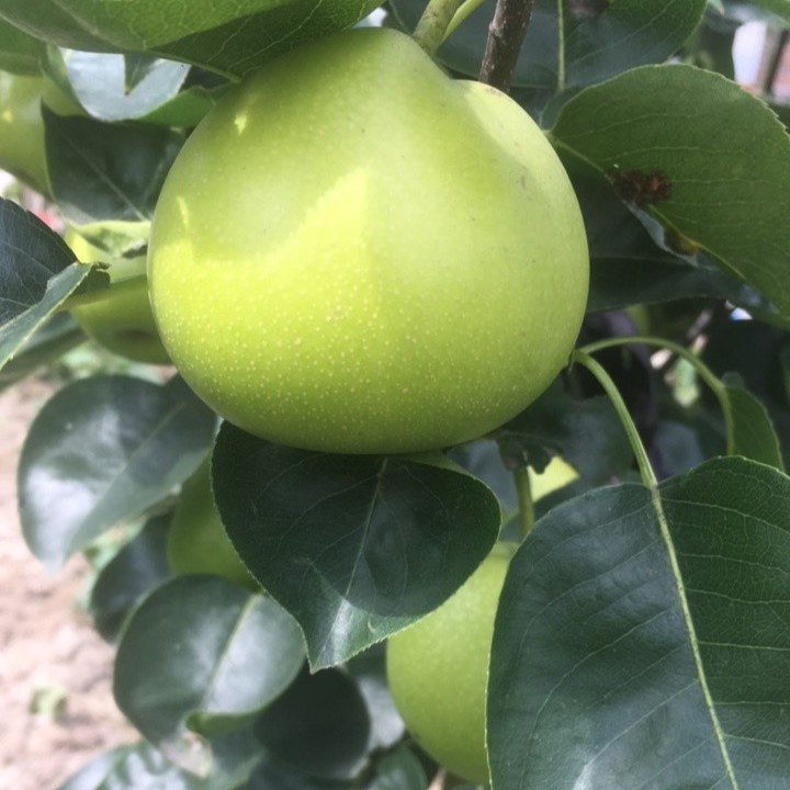 Cuiyu Pear (翠玉梨) - Image 3