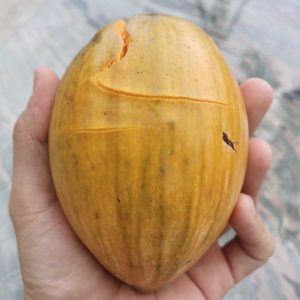 Yaotang Canistel Tree (耀堂蛋黄果)