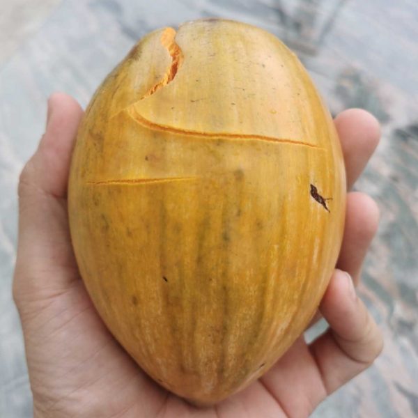 Yaotang Canistel Tree (耀堂蛋黄果)