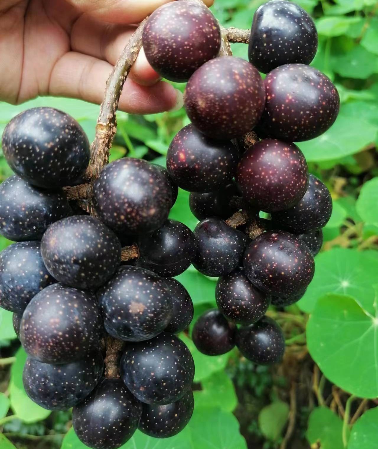 Prunus Napaulensis Tree (胭脂果 粗梗稠李) - Image 2