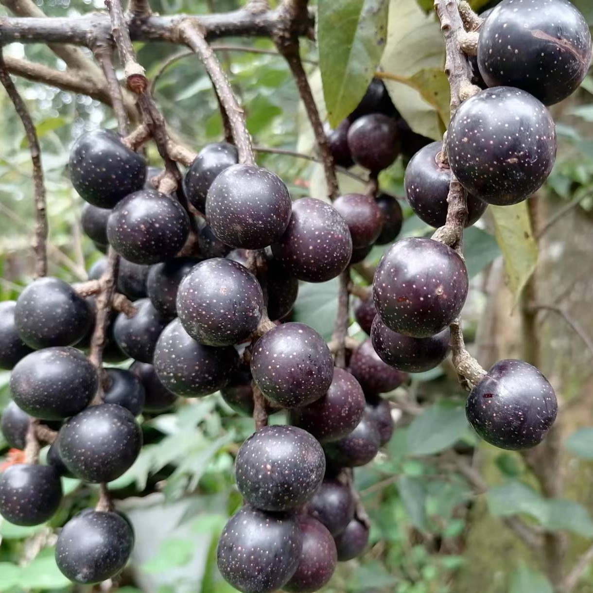 Prunus Napaulensis Tree (胭脂果 粗梗稠李)