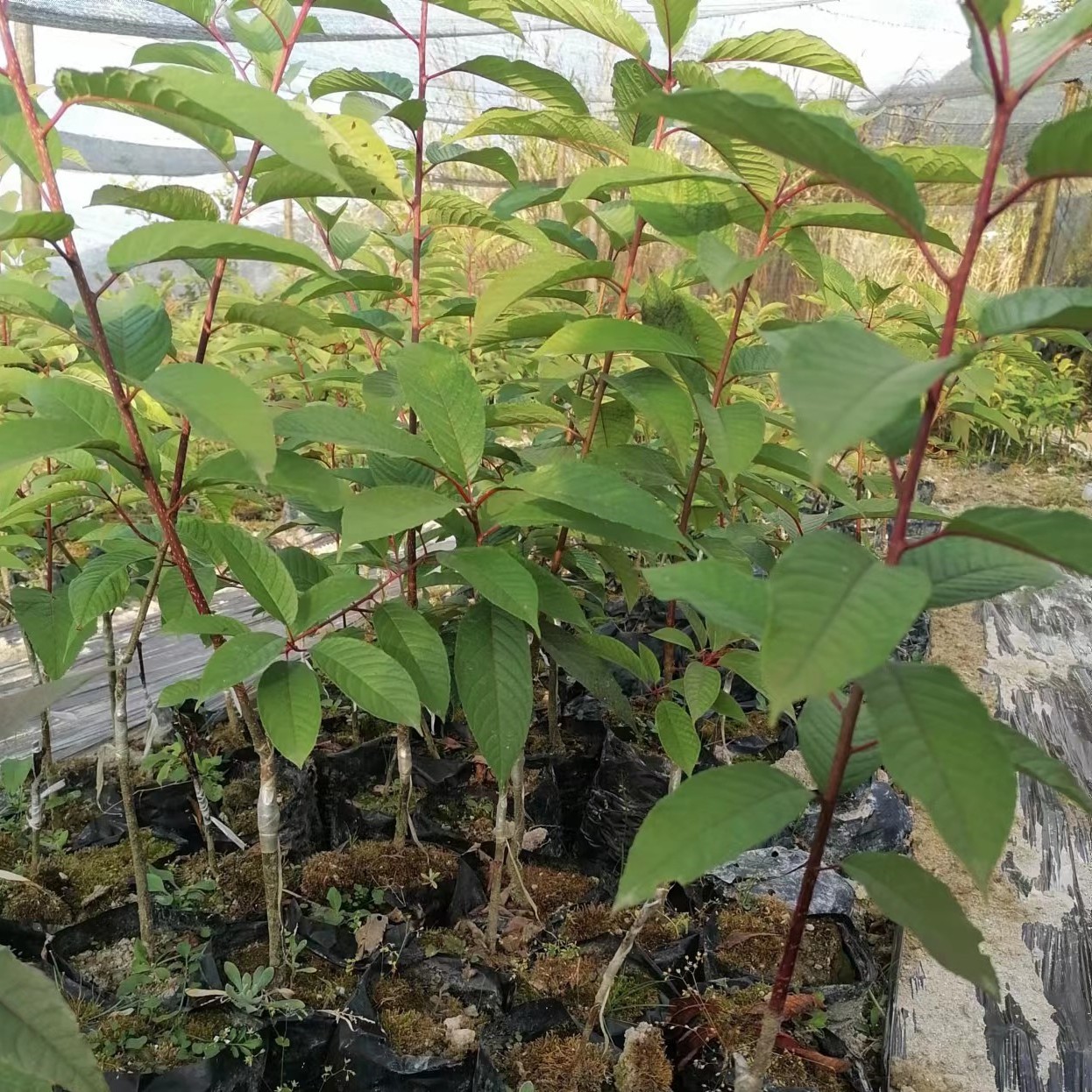 Prunus Napaulensis Tree (胭脂果 粗梗稠李) - Image 4