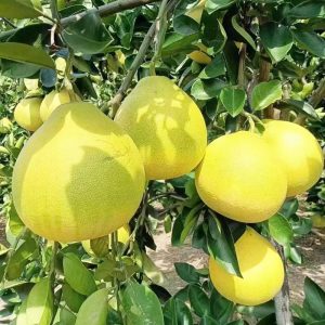 Anjiang Rock Sugar Pomelo (安江冰糖柚)