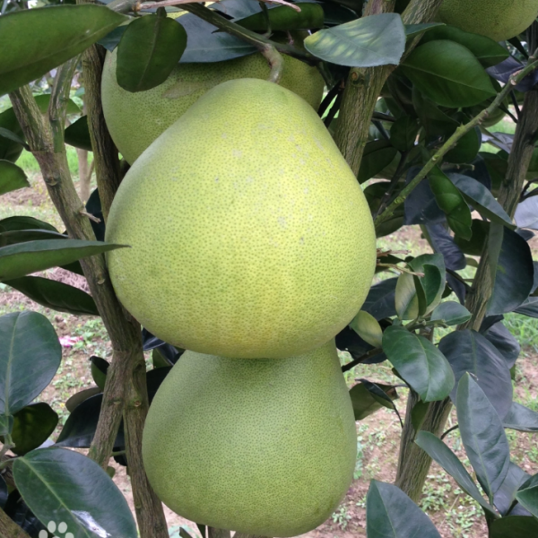 Anjiang Rock Sugar Pomelo (安江冰糖柚) - Image 3