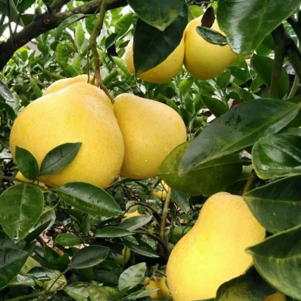 Anjiang Rock Sugar Pomelo (安江冰糖柚) - Image 2
