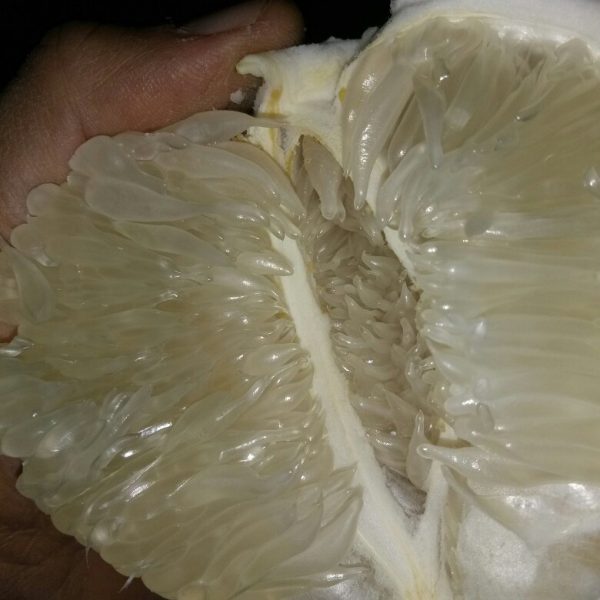 Anfu Jinlan Pomelo (安福金兰柚) - Image 4