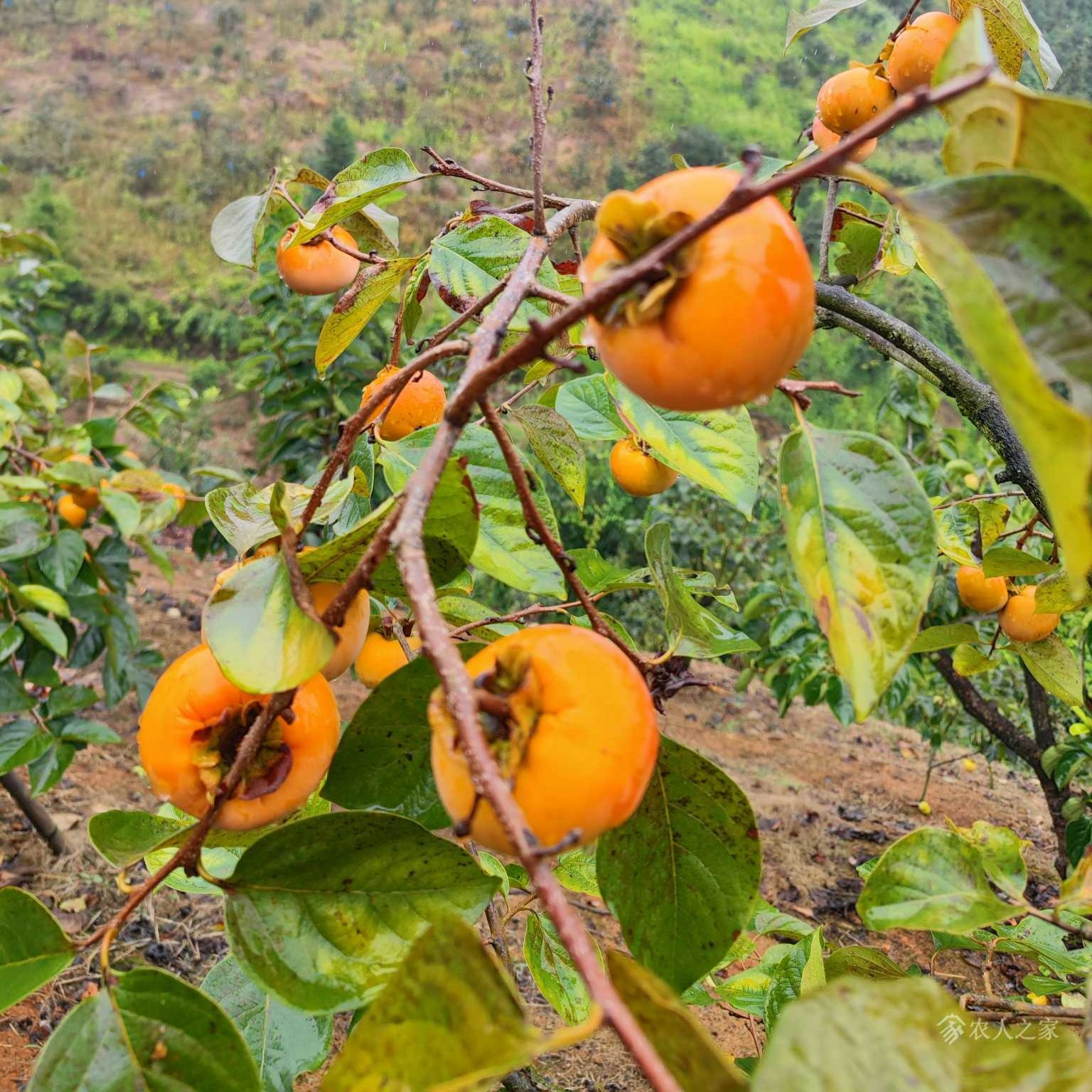 Tokyo Red Sweet Persimmon Tree (东京红甜柿) - Image 2