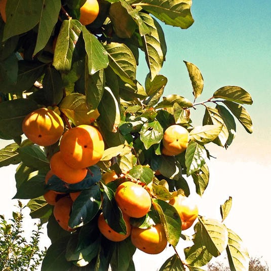 Tokyo Red Sweet Persimmon Tree (东京红甜柿)