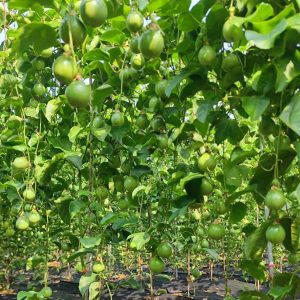 Qinmi No. 9 Passion Fruit Vine (钦蜜9号百香果苗)