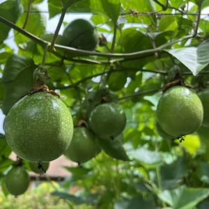 Qinmi No.9 Passion Fruit (钦蜜9号百香果)