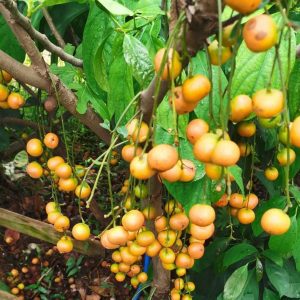 Baccaurea Ramiflora (木奶果 三丫果)