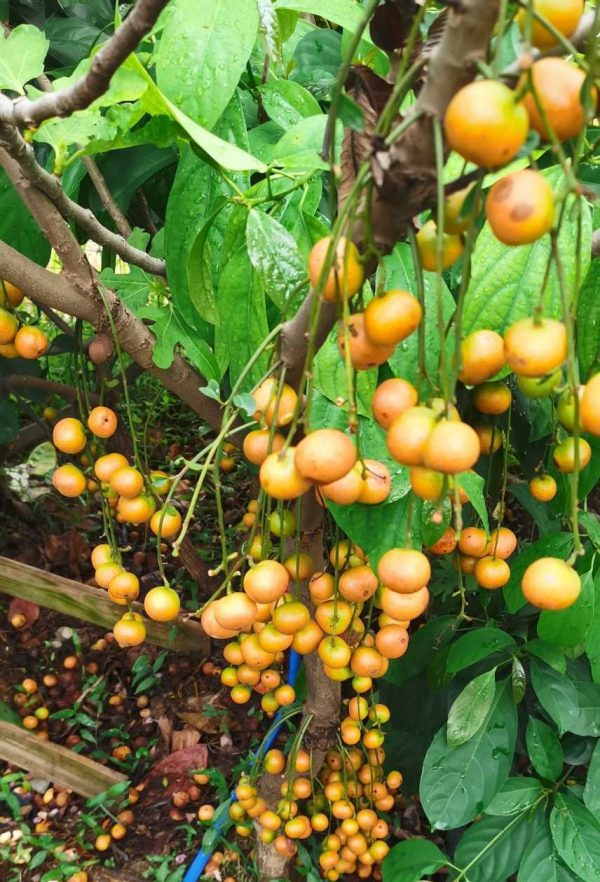 Baccaurea Ramiflora (木奶果 三丫果)