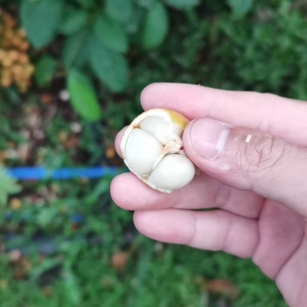 Baccaurea Ramiflora (木奶果 三丫果) - Image 3
