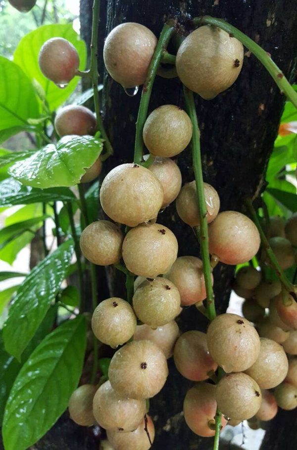 Baccaurea Ramiflora (木奶果 三丫果) - Image 2