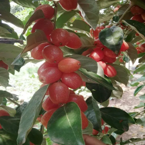 Detian No. 2 Elaeagnus Sarmentosa (德甜2号羊奶果)