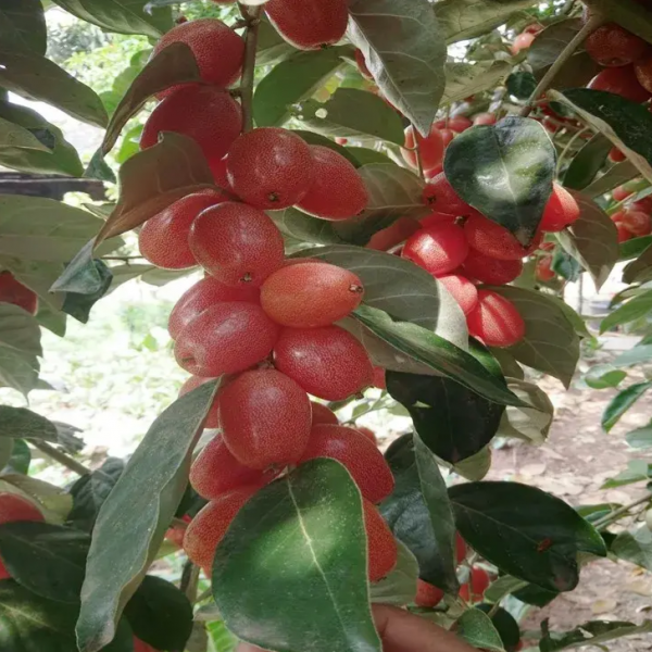 Detian No. 2 Elaeagnus Sarmentosa (德甜2号羊奶果)