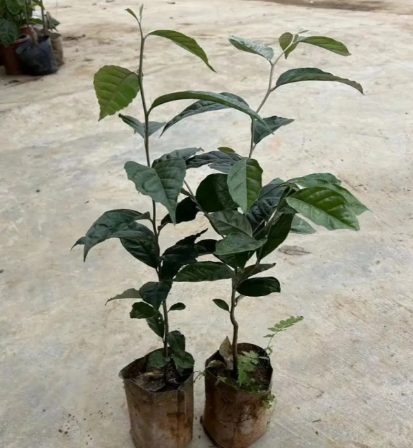 Detian No. 2 Elaeagnus Sarmentosa (德甜2号羊奶果) - Image 3