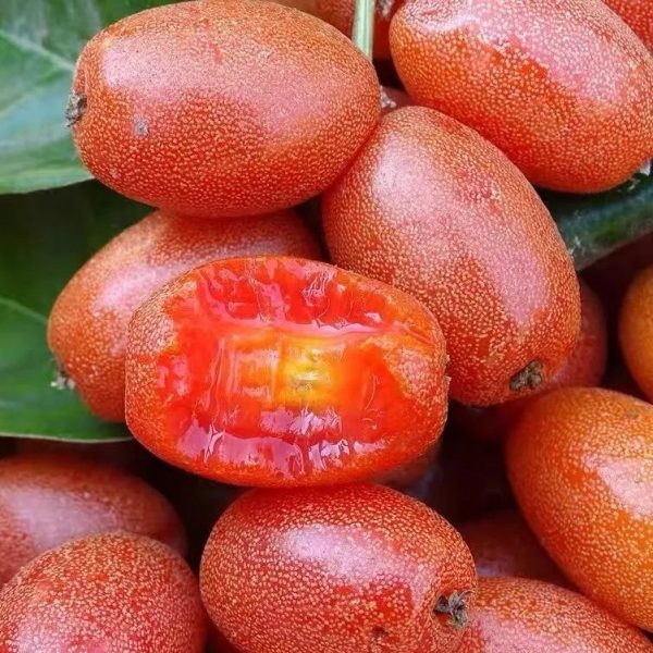 Detian No. 2 Elaeagnus Sarmentosa (德甜2号羊奶果) - Image 2