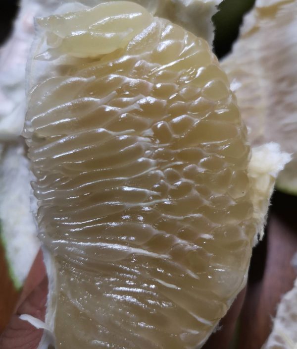 Am Phawa Honey Fragrant Pomelo (安帕瓦蜂蜜香柚) - Image 3