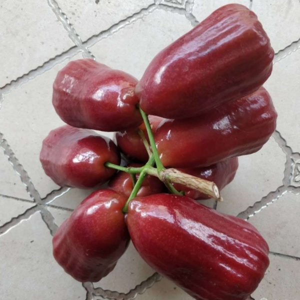 Missile Wax Apple (飞弹莲雾) - Image 2
