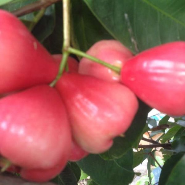 Black Diamond Wax Apple (黑钻石莲雾) - Image 2