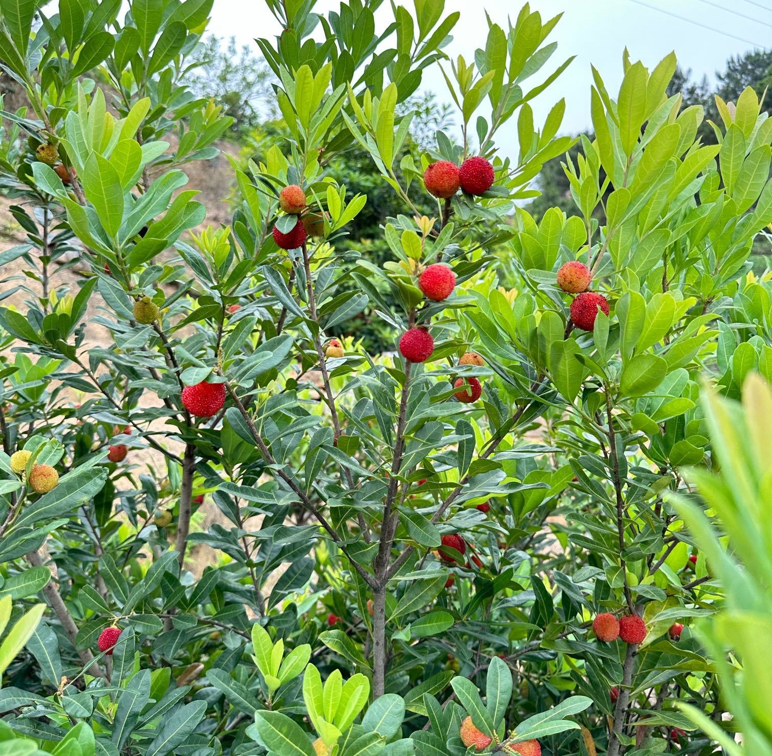 Early Yingsi Yangmei (特早硬丝杨梅) - Image 3