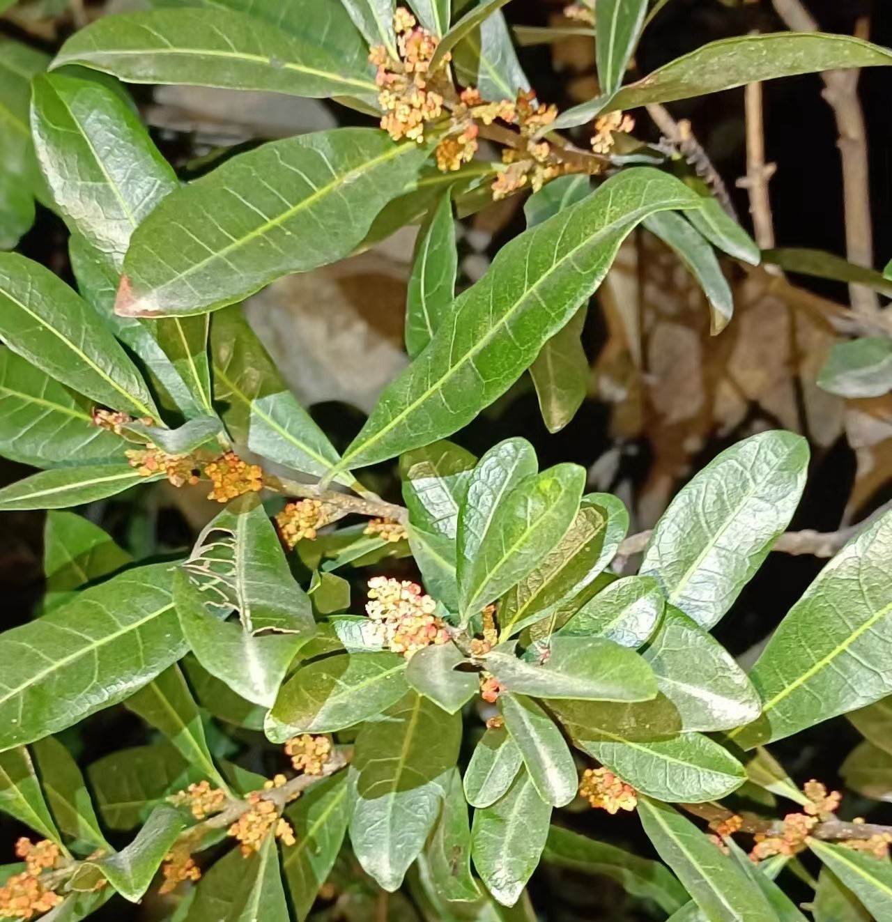 Early Yingsi Yangmei (特早硬丝杨梅) - Image 6