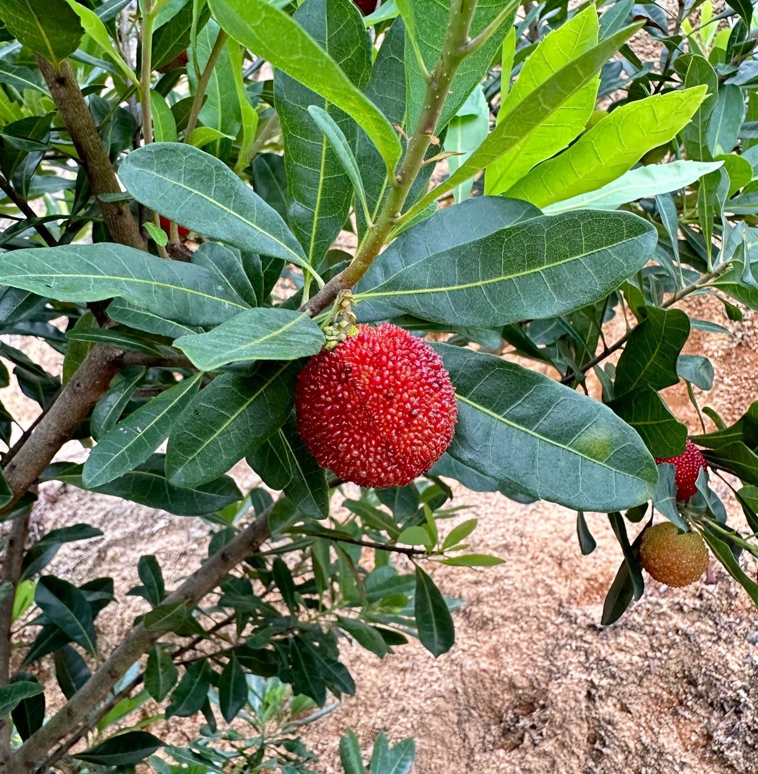 Early Yingsi Yangmei (特早硬丝杨梅) - Image 4