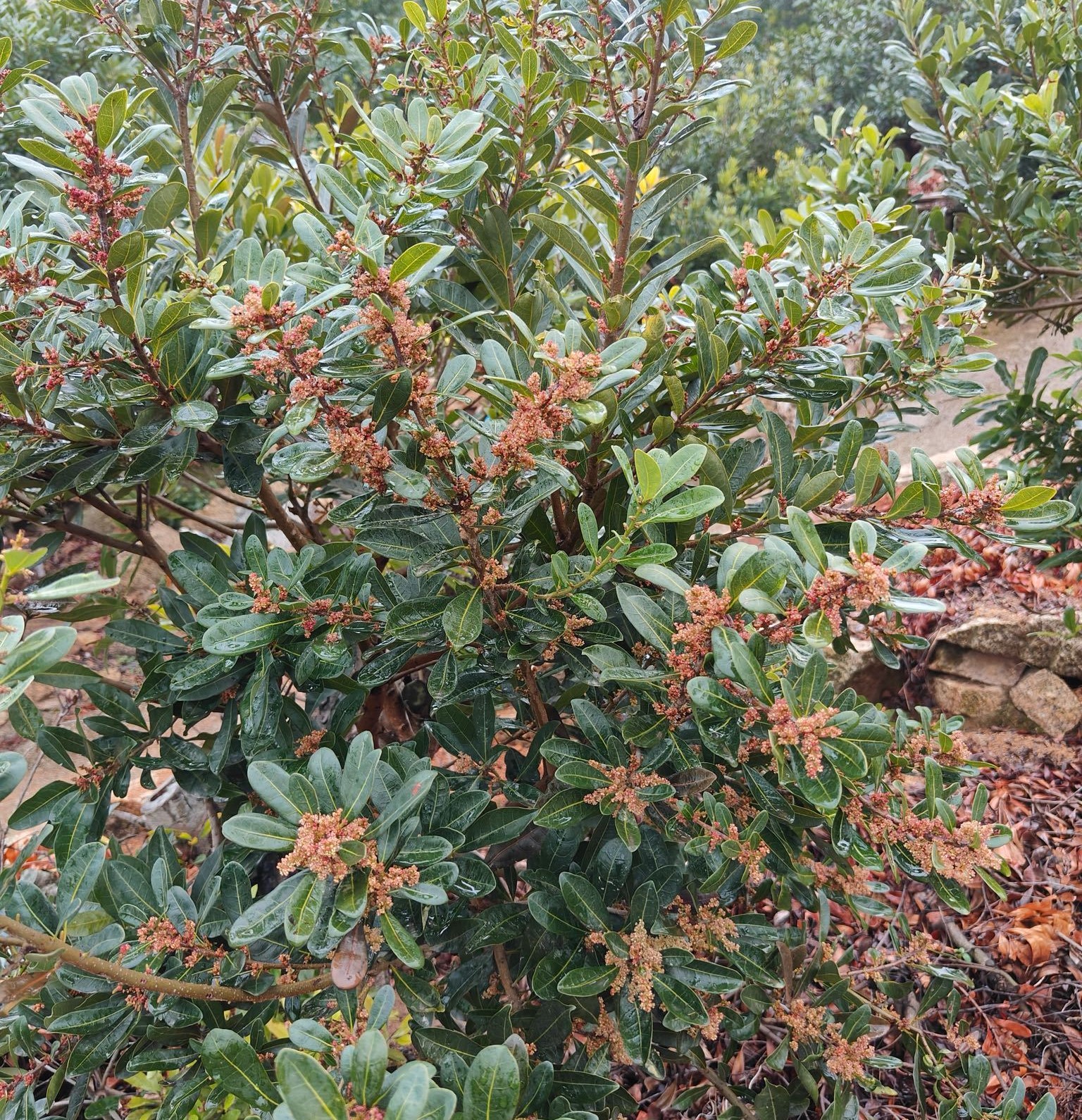 Early Yingsi Yangmei (特早硬丝杨梅) - Image 5