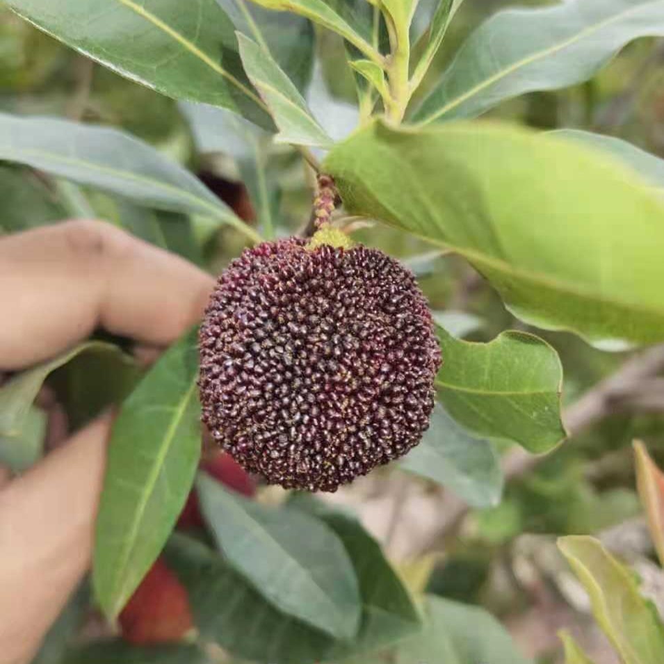 Early Yingsi Yangmei (特早硬丝杨梅) - Image 2