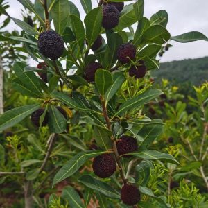 Early Yingsi Yangmei (特早硬丝杨梅)