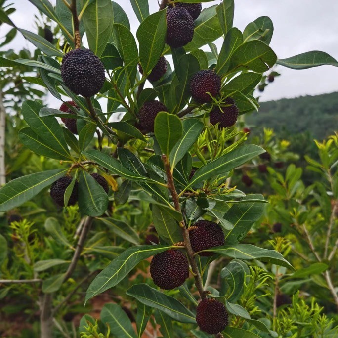 Early Yingsi Yangmei (特早硬丝杨梅)