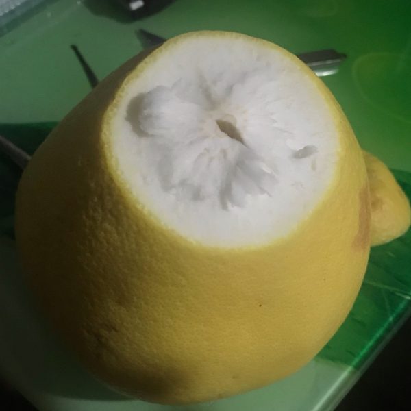 Dongshi Early Pomelo (东试早柚) - Image 4