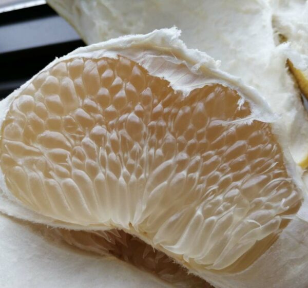 Dongshi Early Pomelo (东试早柚) - Image 6