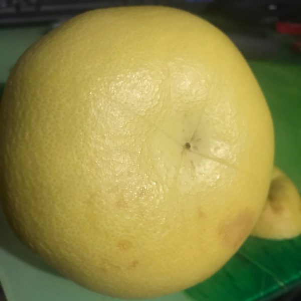 Dongshi Early Pomelo (东试早柚) - Image 5