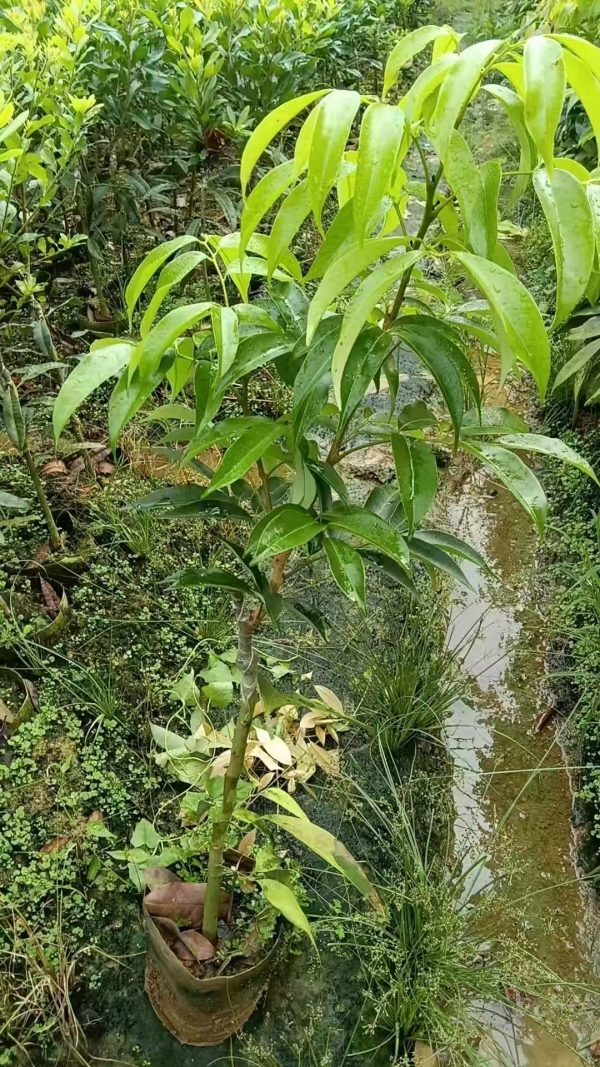 Xian Tao Lychee (仙桃荔枝) - Image 8