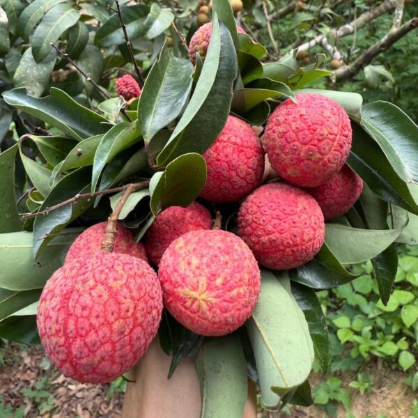 Xian Tao Lychee (仙桃荔枝) - Image 2