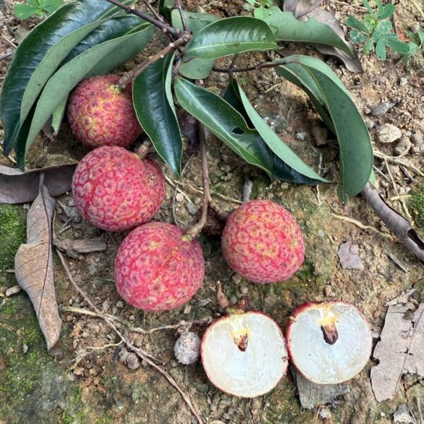 Xian Tao Lychee (仙桃荔枝) - Image 3