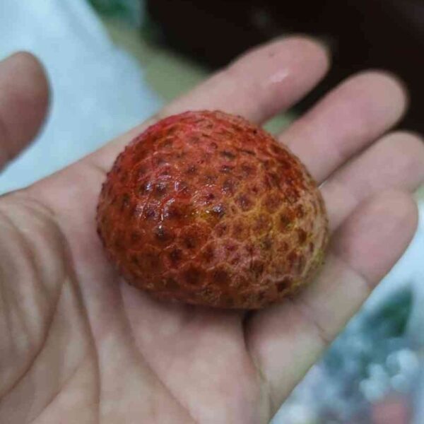 Xian Tao Lychee (仙桃荔枝) - Image 4