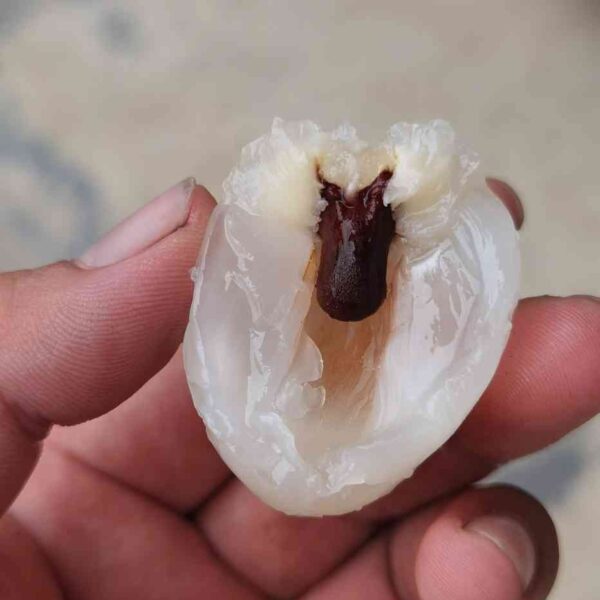 Xian Tao Lychee (仙桃荔枝) - Image 6